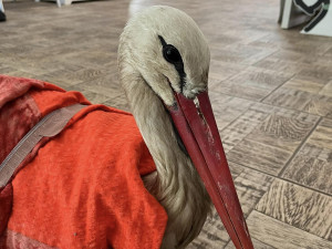 Orel s amputovaným křídlem si v Makově zvyká. Čáp potřebuje vyrobit protézu