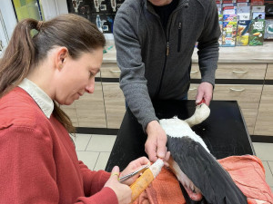 Orel s amputovaným křídlem si v Makově zvyká. Čáp potřebuje vyrobit protézu