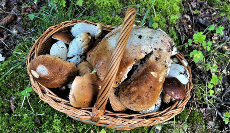 size4-16887273999639-231-mapa-meteorologu-pomaha-s-hledanim-hub-ukazuje-mista-s-nejlepsimi-podminkami-pro-jejich-rust