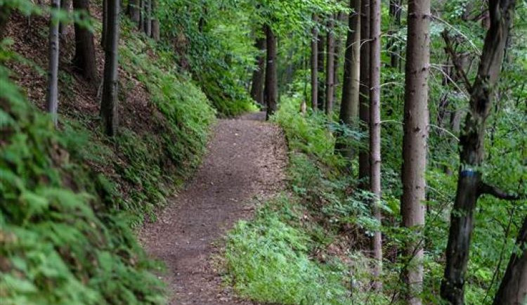 Ráj pro sportovce. Po moderním skateparku Zábřeh plánuje budování cyklotrailů na kopci Hejnice