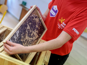 Pomáháme hezky česky: PENNY pro včely