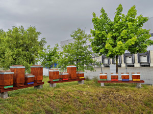 Pomáháme hezky česky: PENNY pro včely