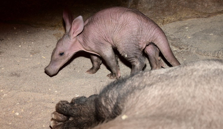 Další úspěch olomoucké zoo. Slaví odchování mláděte hrabáče