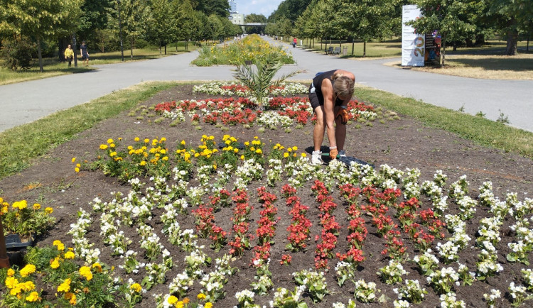 Zahradníci začali vysazovat ornamentální záhony na Floře. Letos je zdržel nedostatek rostlin