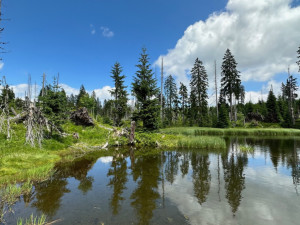 Objevte dechberoucí historické vysokohorské pastviny. Stačí překonat hranici ze Šumavy do Bavorského lesa