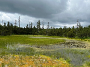 Objevte dechberoucí historické vysokohorské pastviny. Stačí překonat hranici ze Šumavy do Bavorského lesa