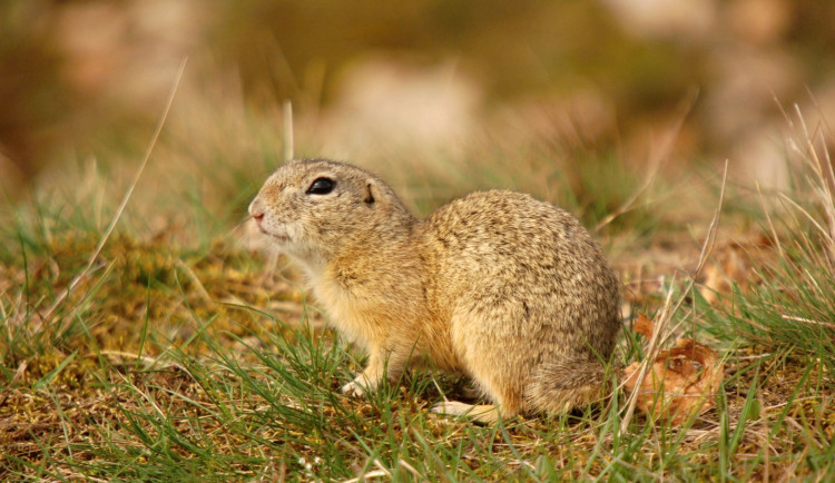 Na strakonickém letišti vypustili desítky syslů. Mají oživit skomírající populaci