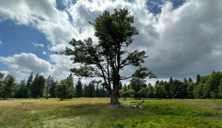 Objevte dechberoucí historické vysokohorské pastviny. Stačí překonat hranici ze Šumavy do Bavorského lesa