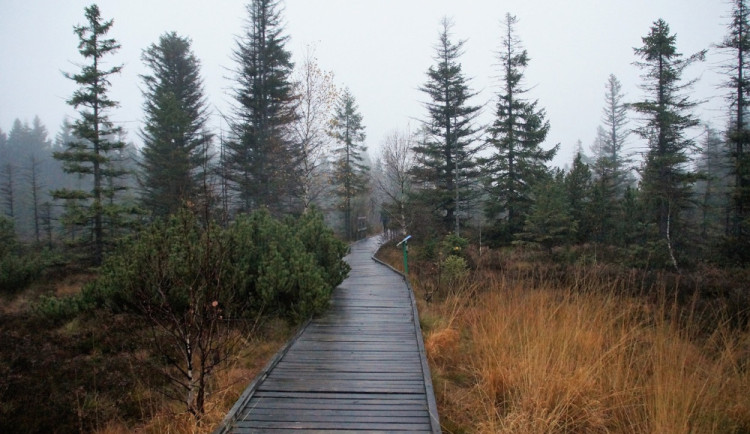 Rašeliniště zadržují podle vědců vodu hůře než běžná lesní půda