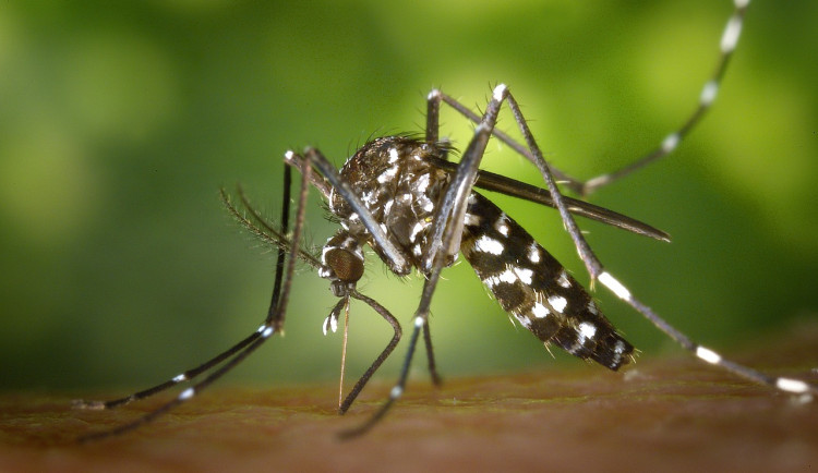 Komár tygrovaný se objevil v rakouském Linci. Může přenášet horečku dengue