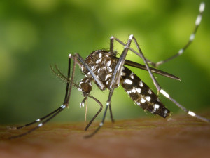 Komár tygrovaný se objevil v rakouském Linci. Může přenášet horečku dengue