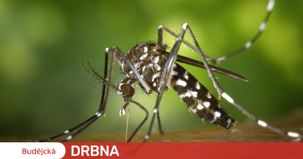 Les moustiques tigres apparaissent à Linz, en Autriche.  peut propager la dengue |  Nouvelles |  Budějská Drbna