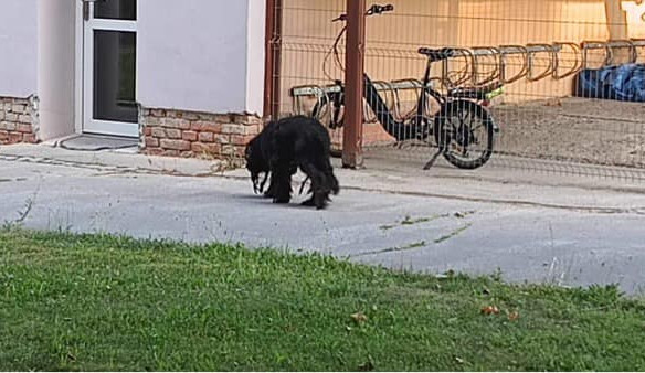 Zbědovaný a hladový pes na pokraji vyčerpání se ploužil po Libině. Nyní našel domov v útulku v Mohelnici