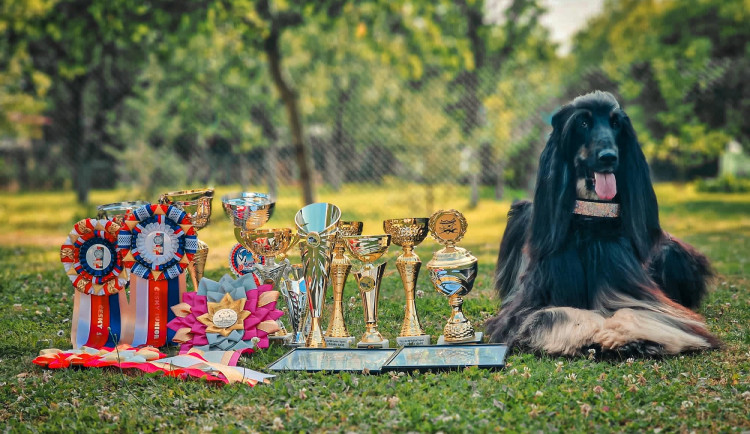 Psí šampionku ze Zlatých Hor někdo ostříhal. Chovatelka nabízí za dopadení pachatele odměnu 20 tisíc
