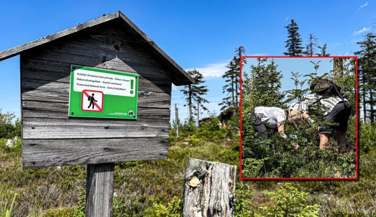 Turisté na Šumavě při sběru borůvek vstupují i na přísně zakázaná místa. Riskují tak pokuty v řádech tisíců