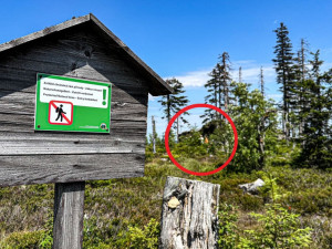 Turisté na Šumavě při sběru borůvek vstupují i na přísně zakázaná místa. Riskují tak pokuty v řádech tisíců