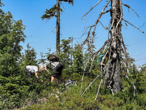 Turisté na Šumavě při sběru borůvek vstupují i na přísně zakázaná místa. Riskují tak pokuty v řádech tisíců