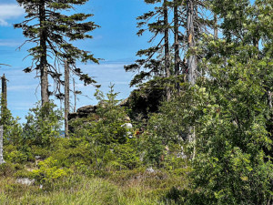 Turisté na Šumavě při sběru borůvek vstupují i na přísně zakázaná místa. Riskují tak pokuty v řádech tisíců