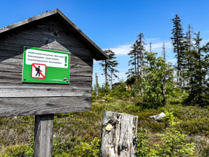 Turisté na Šumavě při sběru borůvek vstupují i na přísně zakázaná místa. Riskují tak pokuty v řádech tisíců