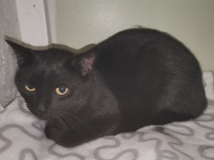 Zavřeli je do tašky a pohodili u cyklostezky. Kočky nakonec skončily v útulku