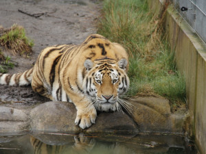 Mezinárodní den tygrů a S vysloužilci do zoo se uskuteční v ZOO na Hluboké
