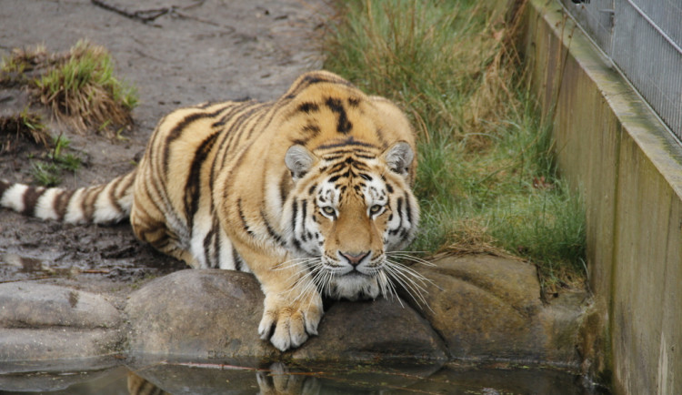 Mezinárodní den tygrů a S vysloužilci do zoo se uskuteční v ZOO na Hluboké