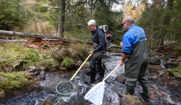 Vědci zahájí projekt sledování populace pstruhů ve 200 lokalitách na Šumavě