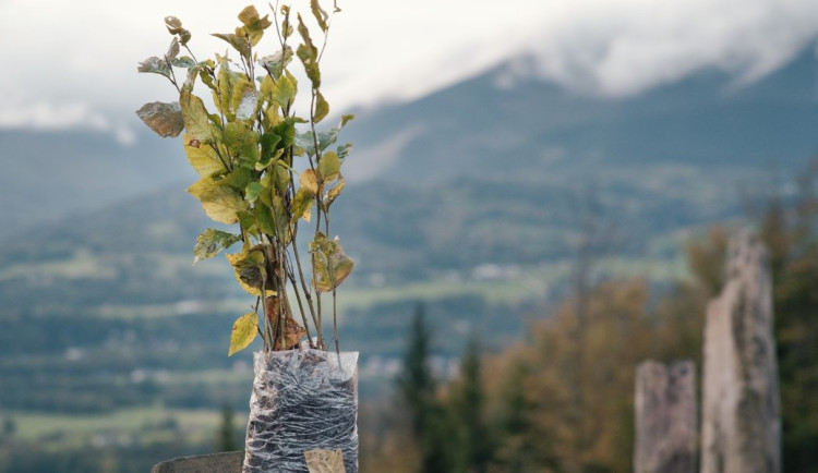 Dobrovolníci v Jeseníkách oplotili přes dvě stovky stromků, aby je neokousali jeleni nebo srnci