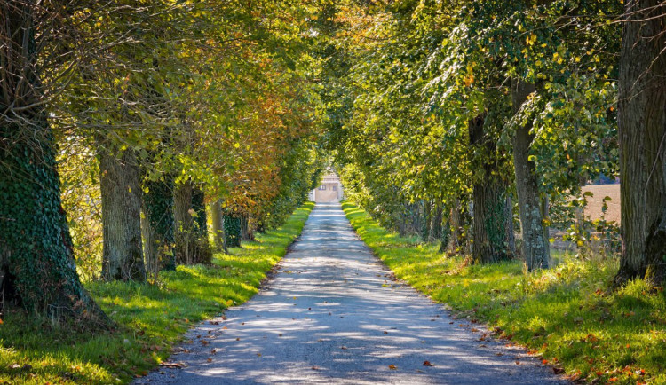 Kraj chce podpořit výsadbu alejí podél cest. V dotačním programu je milion a půl korun, čas je do pátku