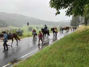 Šumavští středověcí soumaři půjdou poprvé s koňmi a obilím z Rakouska do Německa