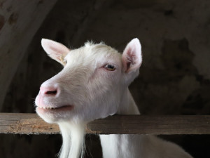 Objevte Vodní mlýn Hoslovice: Klenot minulosti českého venkova