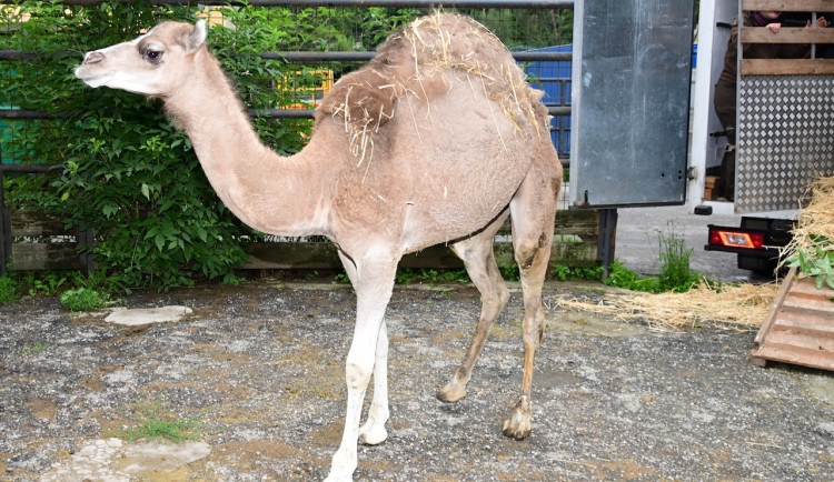 Zoo Olomouc má novou velbloudici. Tento druh už v divočině nežije