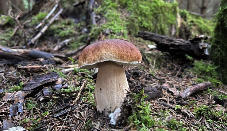 Houby porostou, podle meteorologů jsou nejlepší podmínky na horách