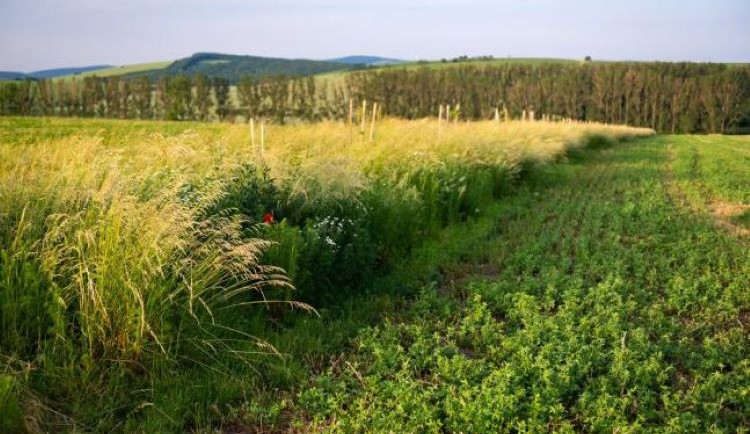 Do Prostějova teď nejezděte. Statek bude hnojit pole na jižním okraji města