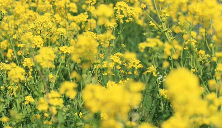 Jihočeští zemědělci sklidili většinu řepky, problém je kvalita pšenic i ječmenů