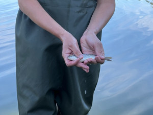 Město chce vyčistit vodu v Bagru. Pomoct s tím má vědecký průzkum nádrže