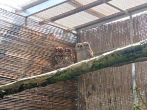 Táborská zoo slaví další přírůstky. Vylíhli se tady ohrožení puštíci obecní
