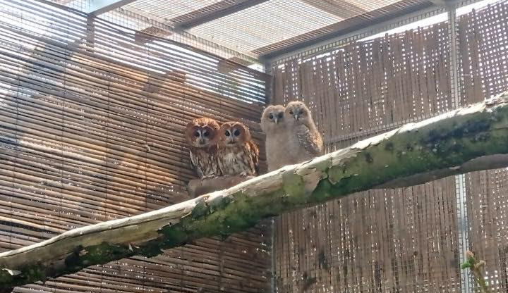 Táborská zoo slaví další přírůstky. Vylíhli se tady ohrožení puštíci obecní