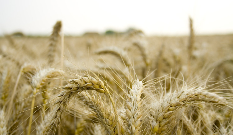 Zájem zaměstnat lidi s postižením mají v ČR stovky zemědělských farem, řekl Jurečka