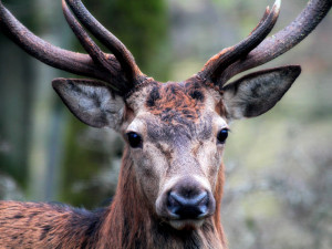 U 18 procent jelenů ulovených na Šumavě se vyskytovala motolice velká
