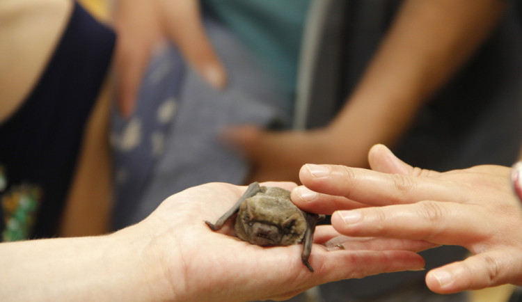 Jak žijí netopýři, zjistíte v Zoo Hluboká
