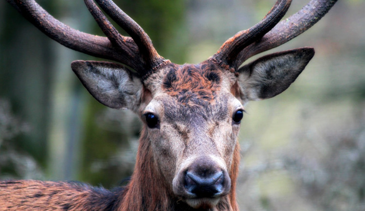 U 18 procent jelenů ulovených na Šumavě se vyskytovala motolice velká
