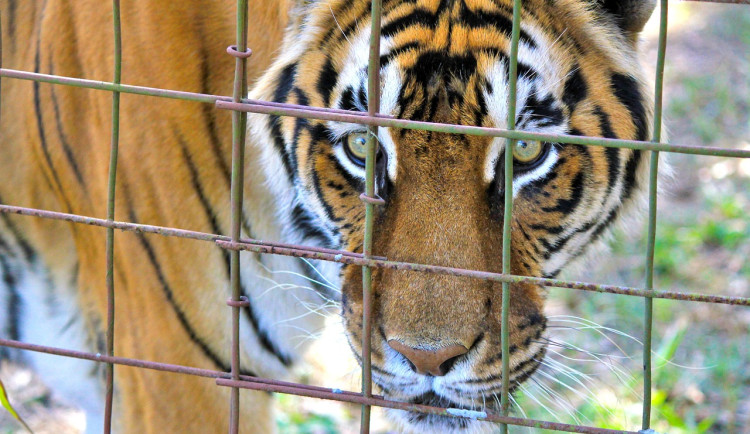 Táborská zoo postaví záchranné centrum pro šelmy, jež zabaví stát kvůli týrání