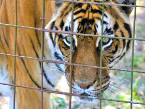 Táborská zoo postaví záchranné centrum pro šelmy, jež zabaví stát kvůli týrání