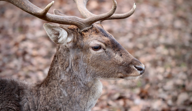 Myslivci na jihu Čech v uplynulé sezoně ulovili 189 200 kusů zvěře, víc než dřív