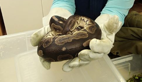 Problémový chovatel venčil ve Strakonicích v trávě škrtiče