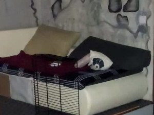 Policie vyšetřuje násilný trestný čin v Dolním Dvořišti. Obětí je čtyřiačtyřicetiletá žena