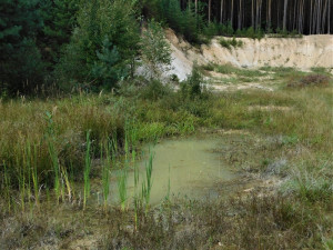 Tůň v Pískovně Ledenice: Jedna z nově vytvořených tůní láká obojživelníky a vodní hmyz.