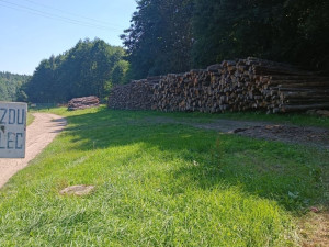 Rozdíl v těžbě a prodeji obecního dřeva v Českém Rudolci řeší policie