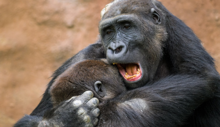 Gorily v pražské zoo slaví 60leté výročí. Příští rok čekají dva přírůstky